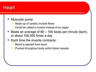 Heart

    Muscular pump
        Made up of cardiac muscle fibers
        Could be called a muscle instead of an organ
    Beats an average of 60 – 100 beats per minute (bpm),
     or about 100,000 times a day
    Each time the muscle contracts:
        Blood is ejected from heart
        Pushed throughout body within blood vessels
 