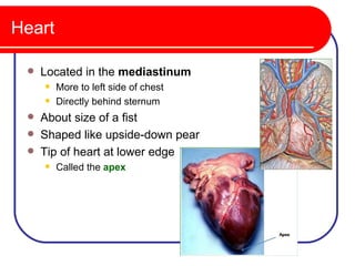 Heart

    Located in the mediastinum
        More to left side of chest
        Directly behind sternum
    About size of a fist
    Shaped like upside-down pear
    Tip of heart at lower edge
        Called the apex
 