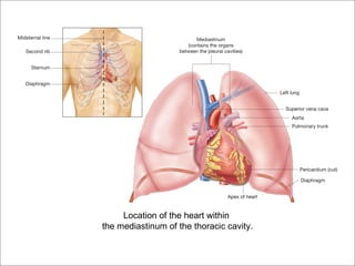 Location of the heart within
the mediastinum of the thoracic cavity.
 