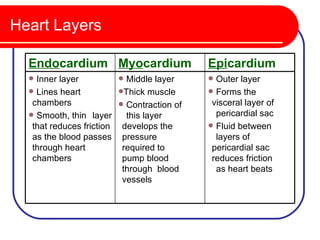 Heart Layers

  Endocardium Myocardium                    Epicardium
   Inner layer           Middle layer      Outer layer
   Lines heart          Thick muscle       Forms the
   chambers               Contraction of    visceral layer of
   Smooth, thin layer     this layer         pericardial sac
   that reduces friction develops the        Fluid between
   as the blood passes pressure               layers of
   through heart          required to        pericardial sac
   chambers               pump blood         reduces friction
                          through blood       as heart beats
                          vessels
 