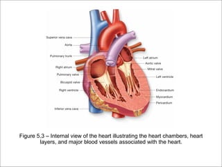 Figure 5.3 – Internal view of the heart illustrating the heart chambers, heart
        layers, and major blood vessels associated with the heart.
 