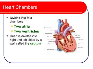 Heart Chambers

    Divided into four
     chambers
      Two atria
      Two ventricles
    Heart is divided into
     right and left sides by a
     wall called the septum
 