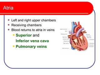 Atria

     Left and right upper chambers
     Receiving chambers
     Blood returns to atria in veins
       Superior and
        Inferior vena cava
       Pulmonary veins
 