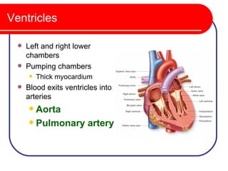 Ventricles

     Left and right lower
      chambers
     Pumping chambers
         Thick myocardium
     Blood exits ventricles into
      arteries
       Aorta
       Pulmonary artery
 