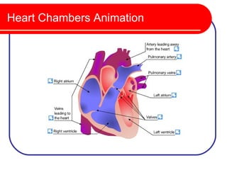 Heart Chambers Animation
 