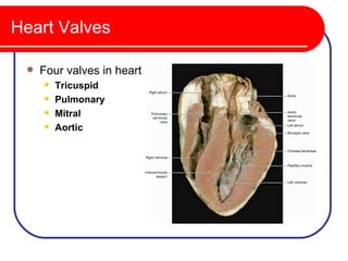 Heart Valves

    Four valves in heart
        Tricuspid
        Pulmonary
        Mitral
        Aortic
 