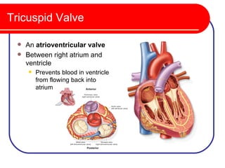 Tricuspid Valve

  An atrioventricular valve
  Between right atrium and
   ventricle
        Prevents blood in ventricle
         from flowing back into
         atrium
 