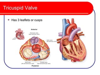 Tricuspid Valve

    Has 3 leaflets or cusps
 