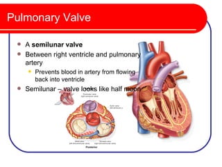 Pulmonary Valve

  A semilunar valve
  Between right ventricle and pulmonary
   artery
        Prevents blood in artery from flowing
         back into ventricle
    Semilunar – valve looks like half moon
 
