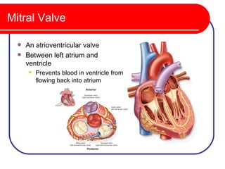 Mitral Valve

   An atrioventricular valve
   Between left atrium and
    ventricle
         Prevents blood in ventricle from
          flowing back into atrium
 