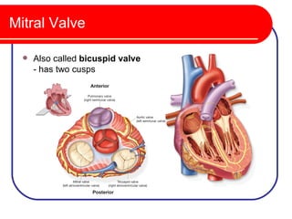 Mitral Valve

     Also called bicuspid valve
      - has two cusps
 