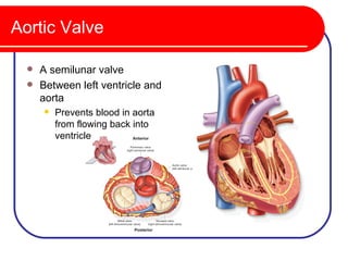 Aortic Valve

   A semilunar valve
   Between left ventricle and
    aorta
         Prevents blood in aorta
          from flowing back into
          ventricle
 