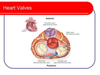 Heart Valves
 