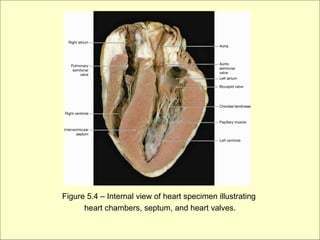 Figure 5.4 – Internal view of heart specimen illustrating
      heart chambers, septum, and heart valves.
 