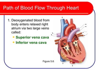 Path of Blood Flow Through Heart

 1. Deoxygenated blood from
    body enters relaxed right
    atrium via two large veins
    called:
       Superior vena cava
       Inferior vena cava




                         Figure 5.6
 