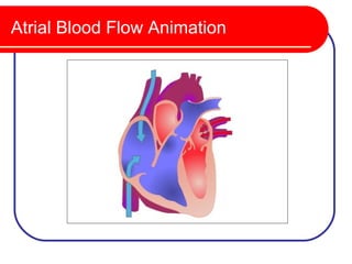 Atrial Blood Flow Animation
 