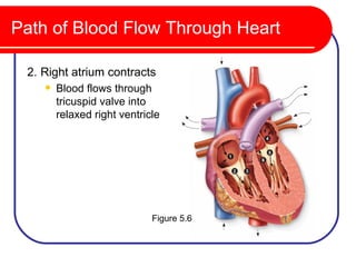 Path of Blood Flow Through Heart

 2. Right atrium contracts
       Blood flows through
        tricuspid valve into
        relaxed right ventricle




                             Figure 5.6
 