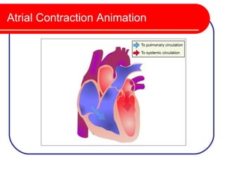 Atrial Contraction Animation
 