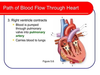 Path of Blood Flow Through Heart

 3. Right ventricle contracts
       Blood is pumped
        through pulmonary
        valve into pulmonary
        artery
       Carries blood to lungs




                           Figure 5.6
 