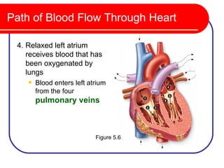 Path of Blood Flow Through Heart

 4. Relaxed left atrium
    receives blood that has
    been oxygenated by
    lungs
       Blood enters left atrium
        from the four
        pulmonary veins



                            Figure 5.6
 