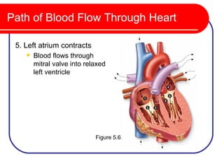 Path of Blood Flow Through Heart

 5. Left atrium contracts
       Blood flows through
        mitral valve into relaxed
        left ventricle




                             Figure 5.6
 