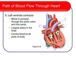 Path of Blood Flow Through Heart

 6. Left ventricle contracts
       Blood is pumped
        through the aortic valve
        and into aorta
       Largest artery in the
        body
       Carries blood to all
        parts of body



                            Figure 5.6
 
