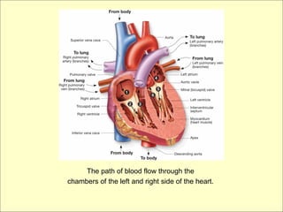 The path of blood flow through the
chambers of the left and right side of the heart.
 