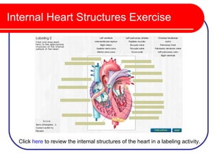 Internal Heart Structures Exercise




  Click here to review the internal structures of the heart in a labeling activity.
 