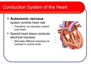 Conduction System of the Heart

    Autonomic nervous
     system controls heart rate
        Therefore, no voluntary control
         over heart
    Special heart tissue conducts
     electrical impulses
        Stimulate different chambers to
         contract in correct order
 