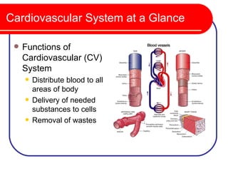 Cardiovascular System at a Glance

    Functions of
     Cardiovascular (CV)
     System
        Distribute blood to all
         areas of body
        Delivery of needed
         substances to cells
        Removal of wastes
 