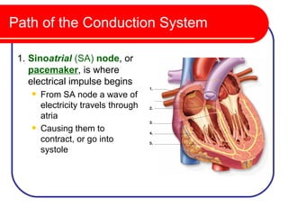 Path of the Conduction System

 1. Sinoatrial (SA) node, or
    pacemaker, is where
    electrical impulse begins
       From SA node a wave of
        electricity travels through
        atria
       Causing them to
        contract, or go into
        systole
 