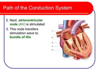 Path of the Conduction System

 2. Next, atrioventricular
    node (AV) is stimulated
 3. This node transfers
    stimulation wave to
    bundle of His
 