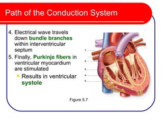Path of the Conduction System

4. Electrical wave travels
   down bundle branches
   within interventricular
   septum
5. Finally, Purkinje fibers in
   ventricular myocardium
   are stimulated
      Results in ventricular
       systole

                          Figure 5.7
 