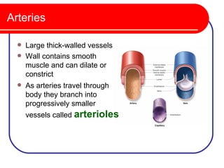 Arteries

     Large thick-walled vessels
     Wall contains smooth
      muscle and can dilate or
      constrict
     As arteries travel through
      body they branch into
      progressively smaller
      vessels called arterioles
 