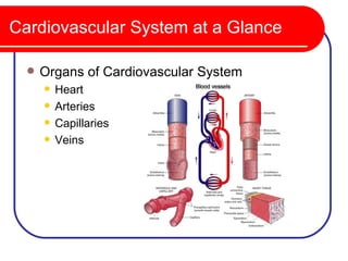Cardiovascular System at a Glance

     Organs of Cardiovascular System
         Heart
         Arteries
         Capillaries
         Veins
 