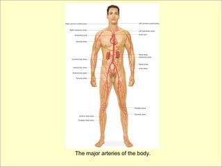 The major arteries of the body.
 