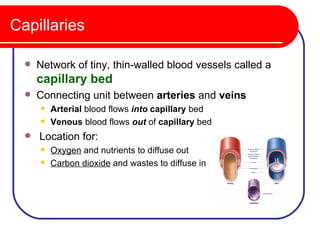 Capillaries

     Network of tiny, thin-walled blood vessels called a
      capillary bed
     Connecting unit between arteries and veins
         Arterial blood flows into capillary bed
         Venous blood flows out of capillary bed
     Location for:
         Oxygen and nutrients to diffuse out
         Carbon dioxide and wastes to diffuse in
 