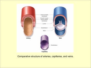 Comparative structure of arteries, capillaries, and veins.
 