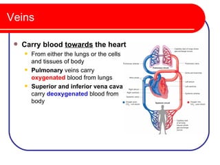 Veins

    Carry blood towards the heart
        From either the lungs or the cells
         and tissues of body
        Pulmonary veins carry
         oxygenated blood from lungs
        Superior and inferior vena cava
         carry deoxygenated blood from
         body
 