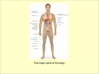The major veins of the body.
 