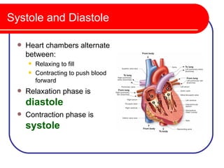 Systole and Diastole

    Heart chambers alternate
     between:
        Relaxing to fill
        Contracting to push blood
         forward
    Relaxation phase is
     diastole
    Contraction phase is
     systole
 