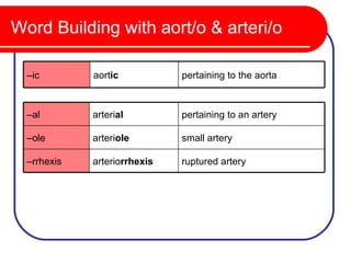Word Building with aort/o & arteri/o

  –ic        aortic           pertaining to the aorta



  –al        arterial         pertaining to an artery

  –ole       arteriole        small artery

  –rrhexis   arteriorrhexis   ruptured artery
 