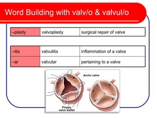 Word Building with valv/o & valvul/o

  –plasty   valvoplasty   surgical repair of valve



  –itis     valvulitis    inflammation of a valve

  –ar       valvular      pertaining to a valve
 
