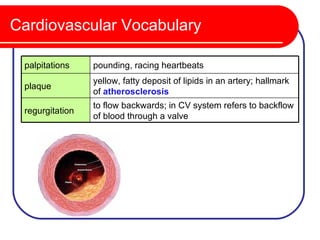 Cardiovascular Vocabulary

 palpitations    pounding, racing heartbeats
                 yellow, fatty deposit of lipids in an artery; hallmark
 plaque
                 of atherosclerosis
                 to flow backwards; in CV system refers to backflow
 regurgitation
                 of blood through a valve
 