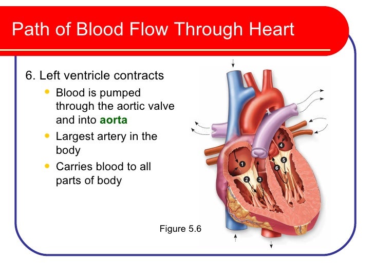 Cardiovascular System