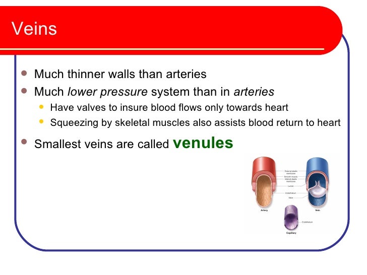 Do arteries have valves?