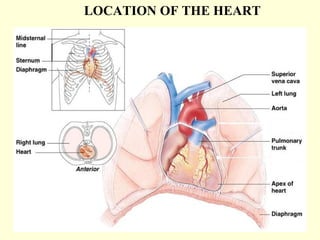 ANATOMY : LAYERS OF THE HEART WALL
   Made up of three layers.
  1. Epicardium (External layer) :
     → Visceral layer o...