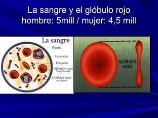 La sangre y el glóbulo rojo
hombre: 5mill / mujer: 4,5 mill
 