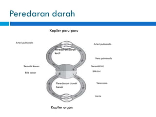 Peredaran darah
Peredaran darah
kecil
Peredaran darah
besar
Kapiler paru-paru
Kapiler organ
Arteri pulmonalis
Vena pulmonalis
Serambi kiri
Bilik kiri
Vena cava
Aorta
Serambi kanan
Bilik kanan
Arteri pulmonalis
 