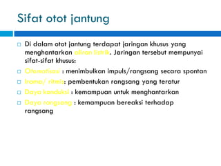 Sifat otot jantung
 Di dalam otot jantung terdapat jaringan khusus yang
menghantarkan aliran listrik. Jaringan tersebut mempunyai
sifat-sifat khusus:
 Otomatisasi : menimbulkan impuls/rangsang secara spontan
 Irama/ ritmis: pembentukan rangsang yang teratur
 Daya konduksi : kemampuan untuk menghantarkan
 Daya rangsang : kemampuan bereaksi terhadap
rangsang
 